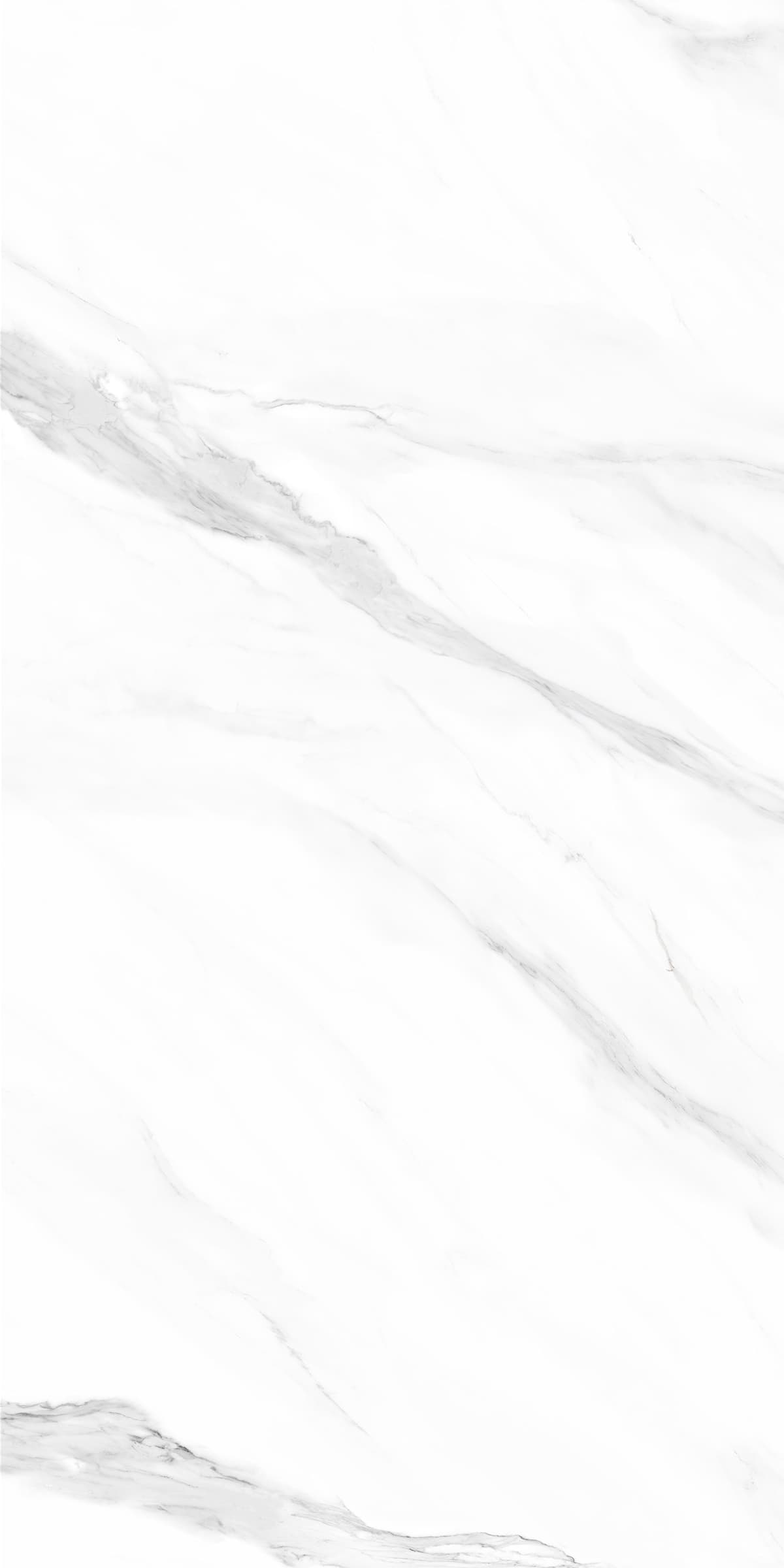 Siberian White thumb 1