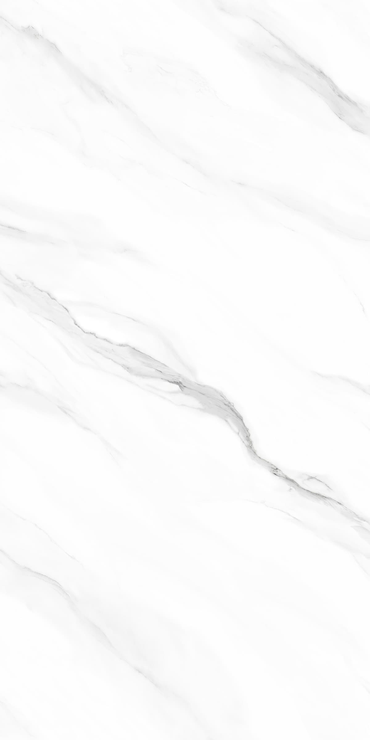 Siberian White thumb 2